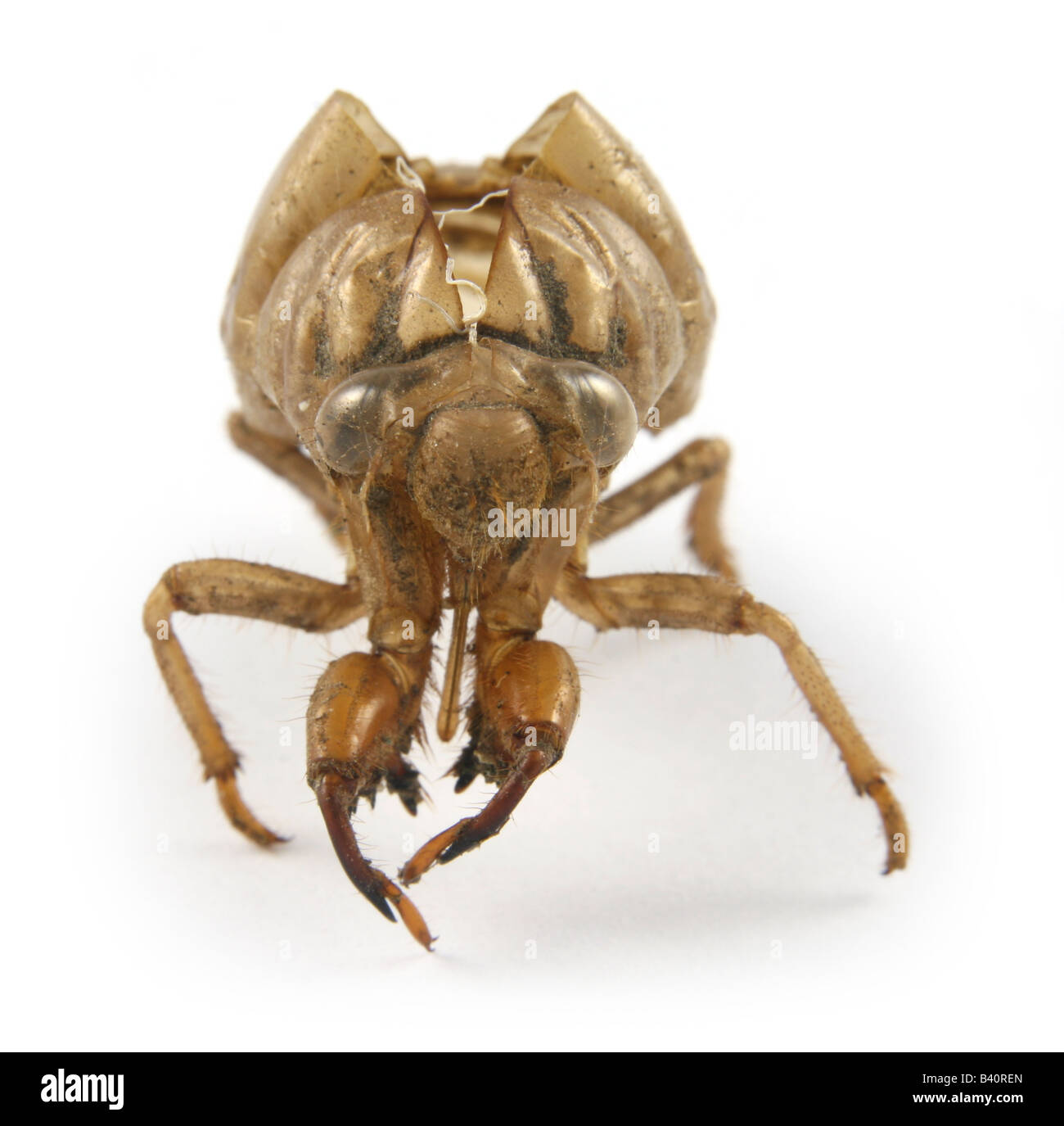 Dogday Harvestfly (Tibicen canicularis) -- una specie di Cicala -- capannone ninfa di pelle. Foto Stock