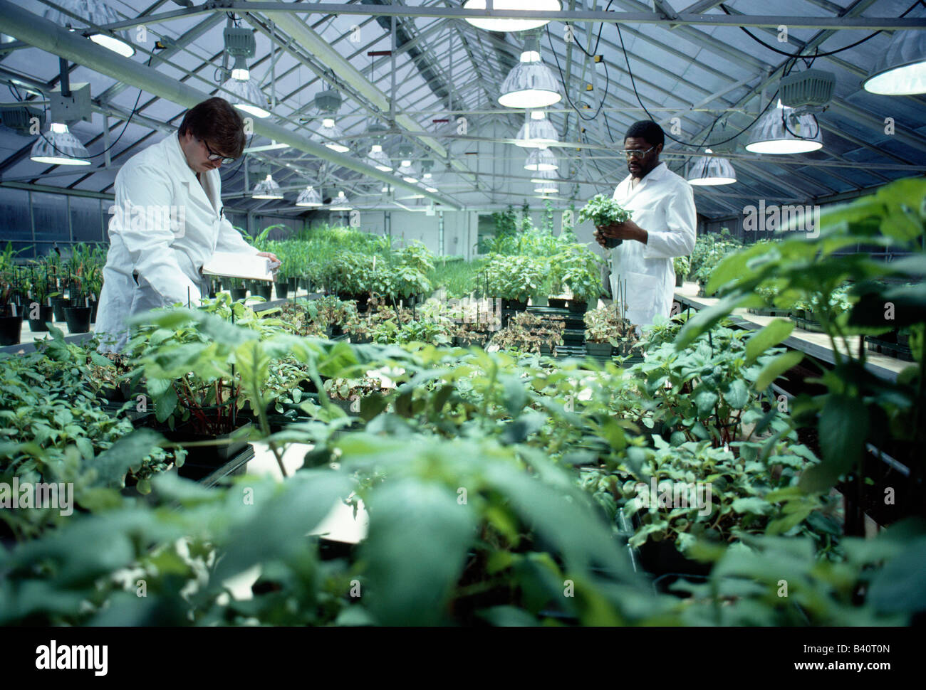 Gli scienziati che lavorano nella serra ad una attività di ricerca e sviluppo per la struttura di una società chimica che produce pesticidi. Foto Stock