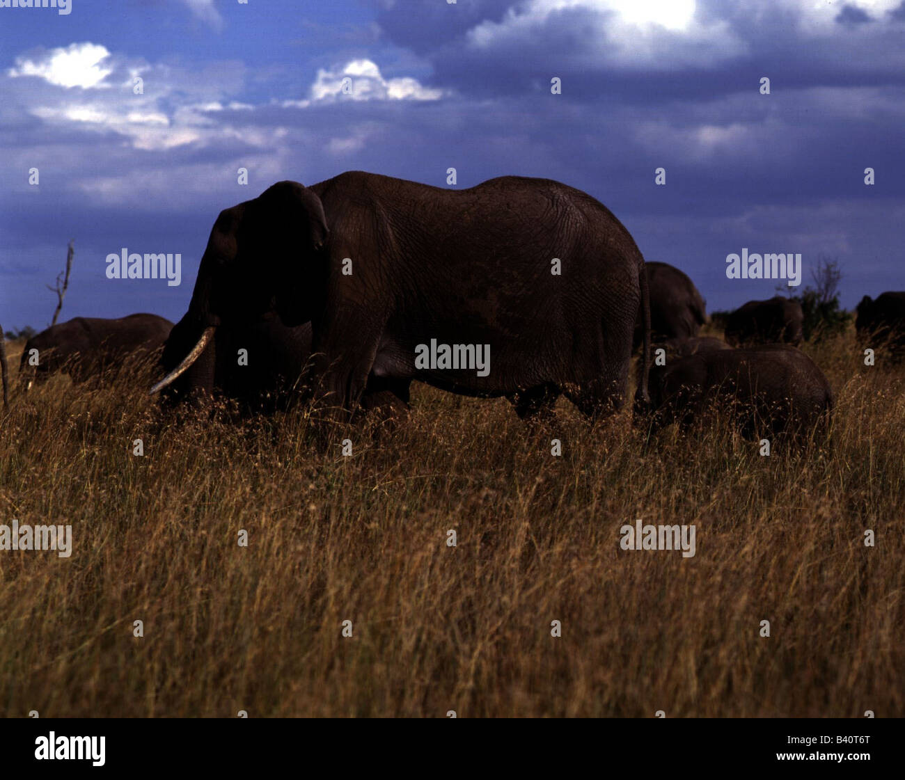 Zoologia / animali, mammifero / di mammifero, Elephantidae, Bush africano Elefante africano (Loxodonta africana), elefante con cubs, il Masai Mara Foto Stock