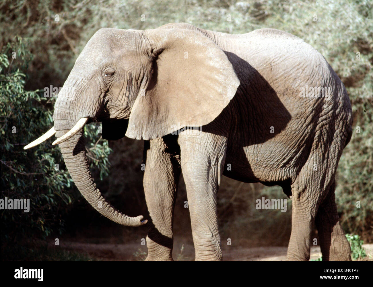 Zoologia / animali, mammifero / di mammifero, Elephantidae, Bush africano Elefante africano (Loxodonta africana), vedere Manyara national park, dist Foto Stock