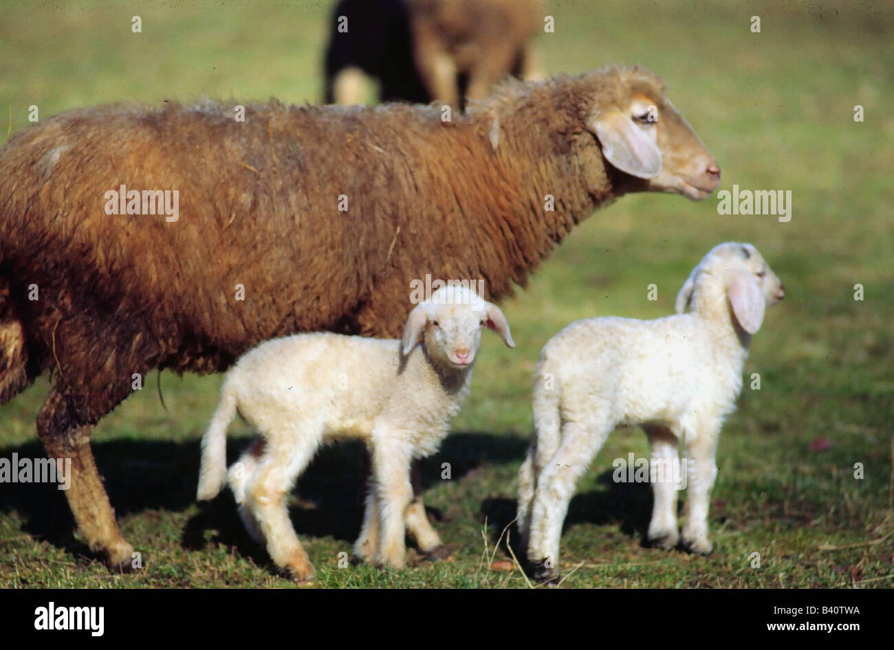 Zoologia / animali, mammifero / di mammifero, pecore, (Ovis), diga con agnello, pecora con due agnello in piedi nel prato, animali domestici, sh Foto Stock