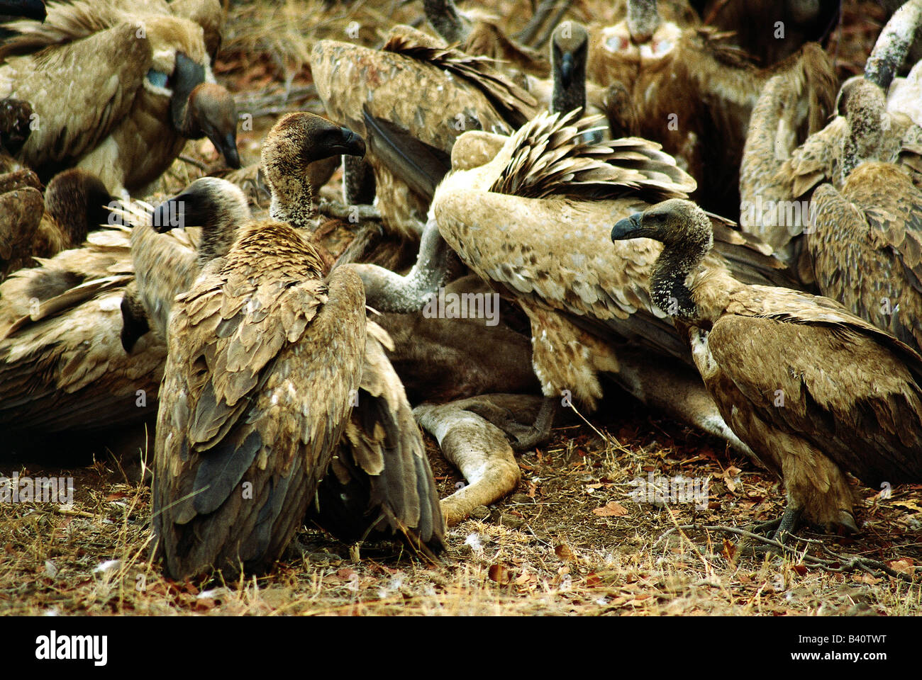 Zoologia / animali, uccelli / uccelli, Rüppell's avvoltoio, (Gyps ruepelli), alcuni avvoltoi in Krüger Nationalpark, Sud Africa, dis Foto Stock