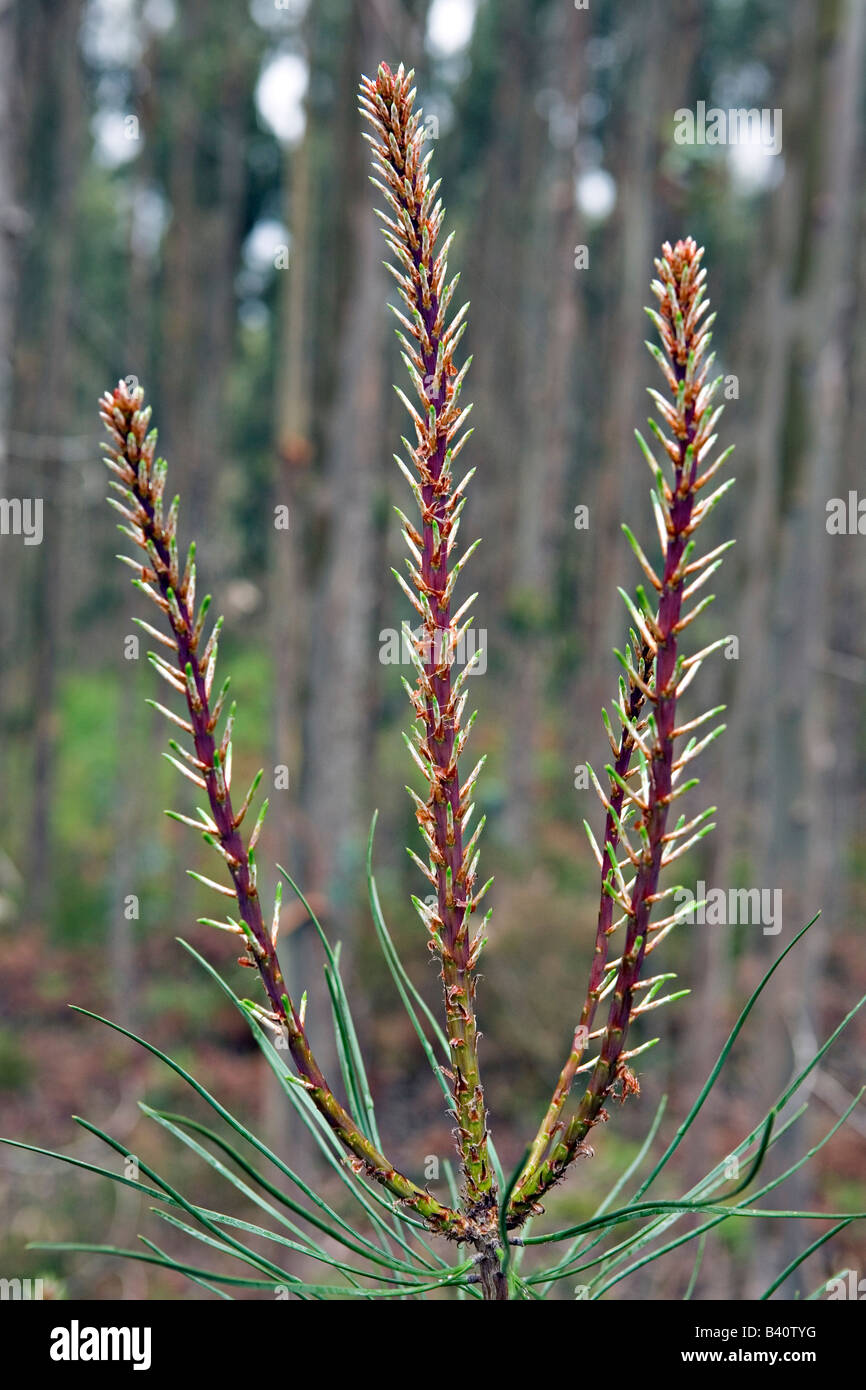 Nuove giovani Pine Pinus aghi nella foresta a Ferrarias nel distretto di Obidos Portogallo Foto Stock
