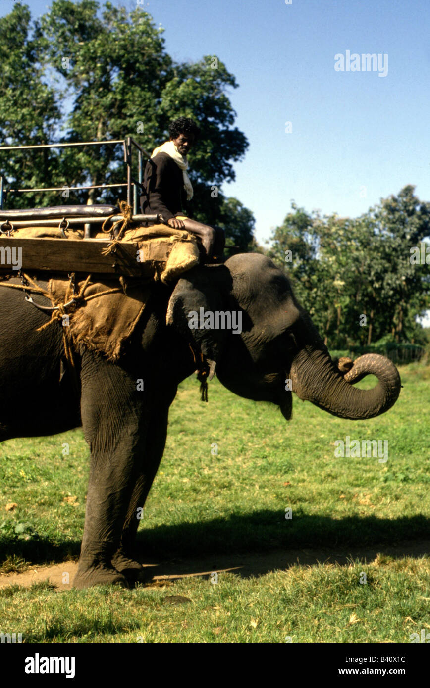 Zoologia / animali, mammifero / di mammifero, Elefanti Elefante asiatico, (Elephas maximus), con sedile, distribuzione: Sri Lanka, Birmania, Foto Stock