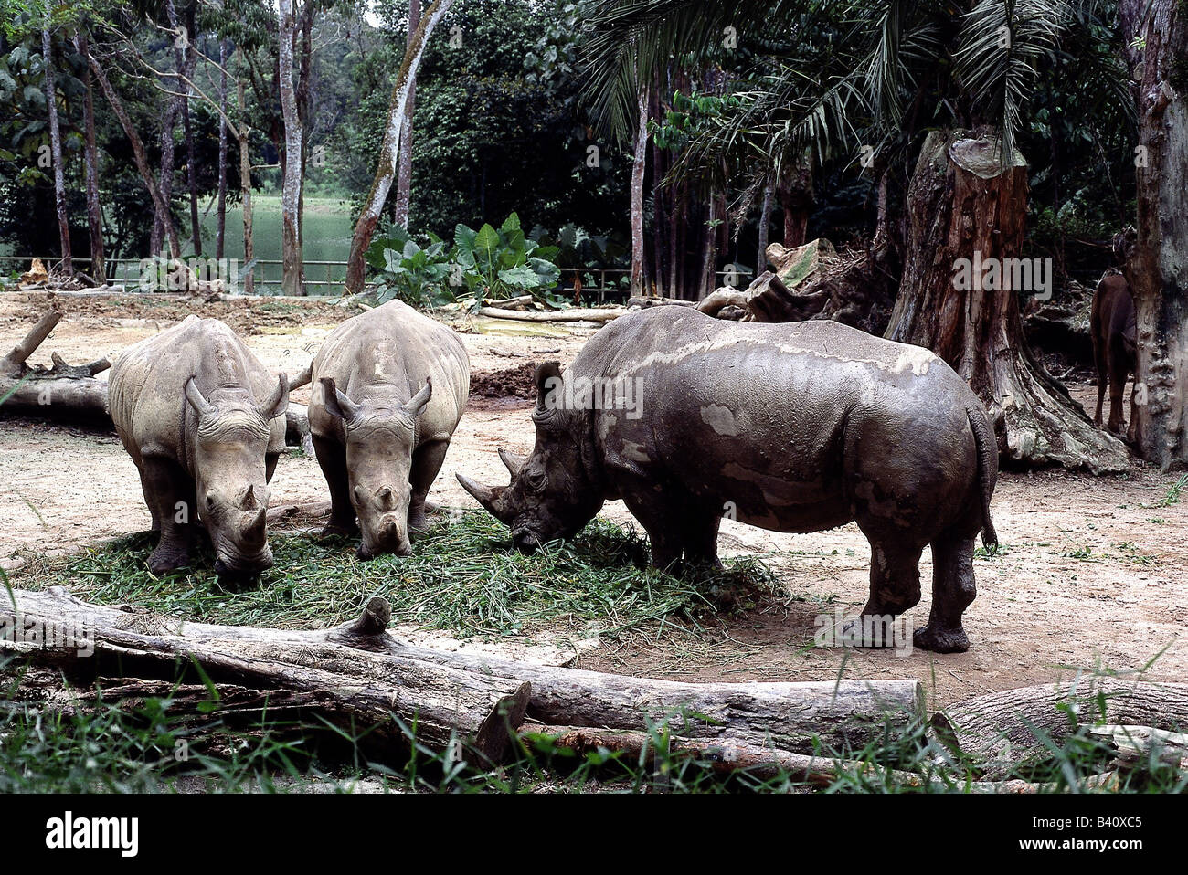 Zoologia, mammifero / di mammifero, Rhinocerotidae, quadrato a labbro rinoceronte (Ceratotherium simum), tre animali mangiare erba, distrib Foto Stock