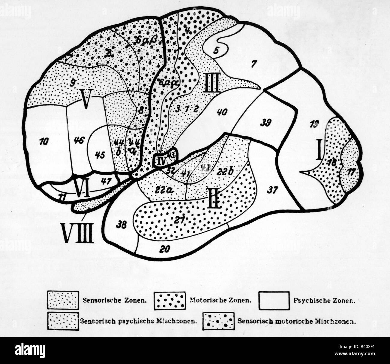 Medicina, anatomia, cervello, parti della corteccia, di Economo e Oskar Vogtk, sezione, testa, cervello, storico, storico, longitudinale, sfere, zone, parti, cervo, Foto Stock