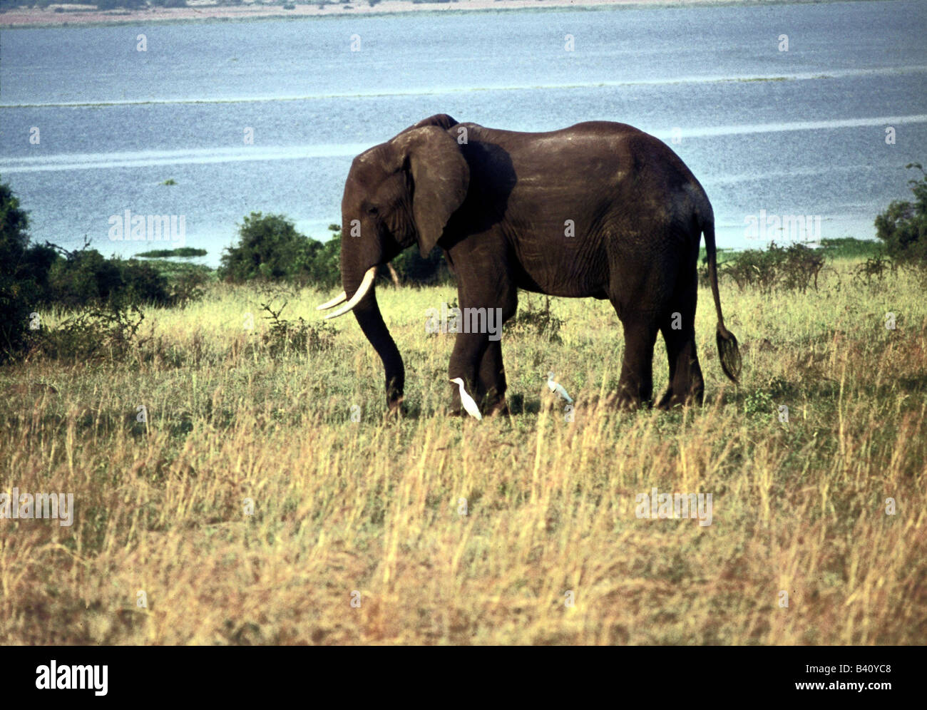 Zoologia / animali, mammifero / di mammifero, Elephantidae, Bush africano Elefante africano (Loxodonta africana), Bull l'elefante nella savana, dist Foto Stock