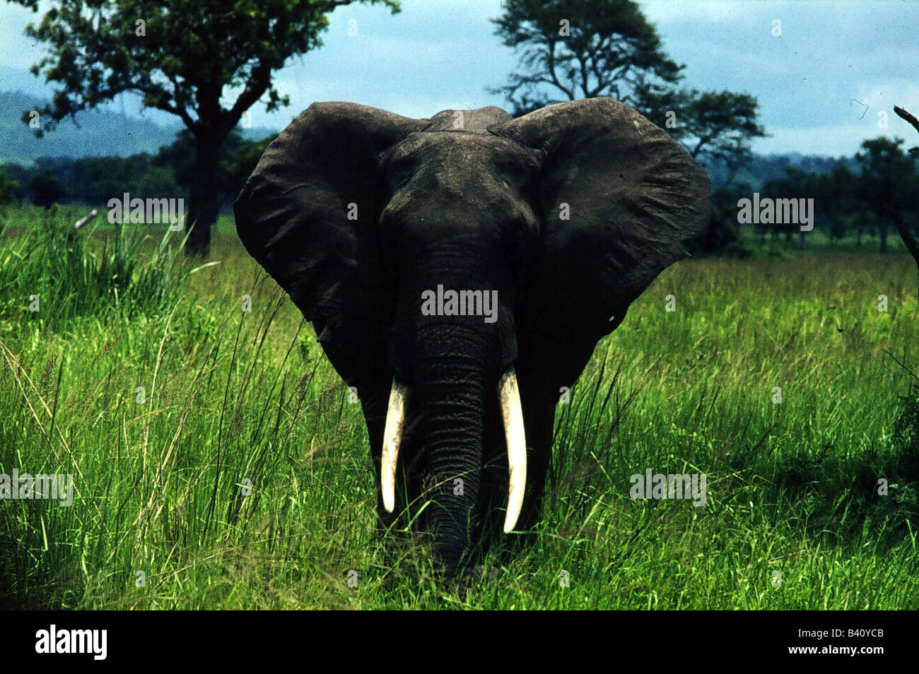 Zoologia / animali, mammifero / di mammifero, Elephantidae, Bush africano Elefante africano (Loxodonta africana), Bull elephant in piedi in meado Foto Stock