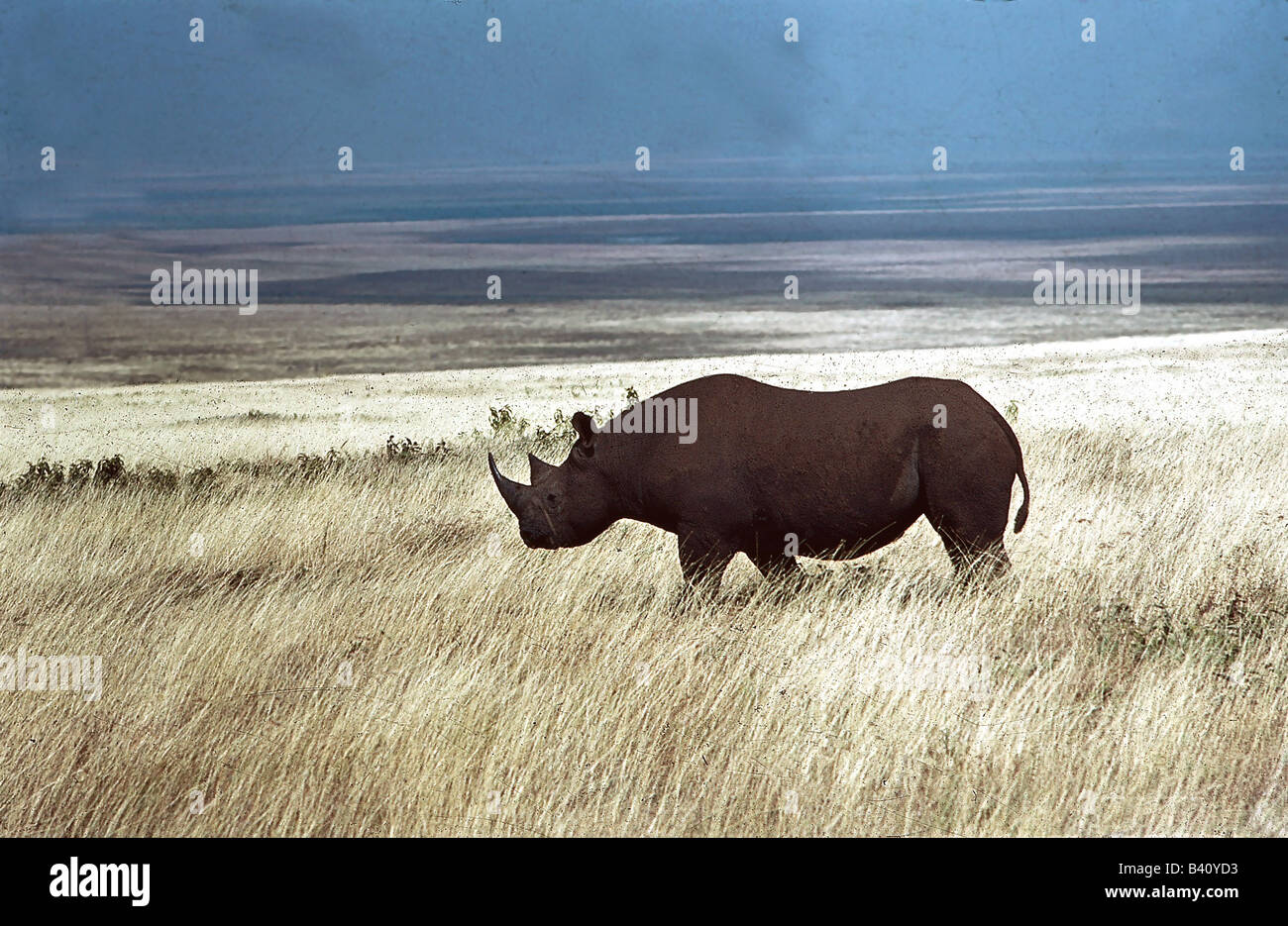 Zoologia / animali, mammifero / di mammifero, Rhinocerotidae, quadrato a labbro rinoceronte (Ceratotherium simum), animale in veld, distribut Foto Stock