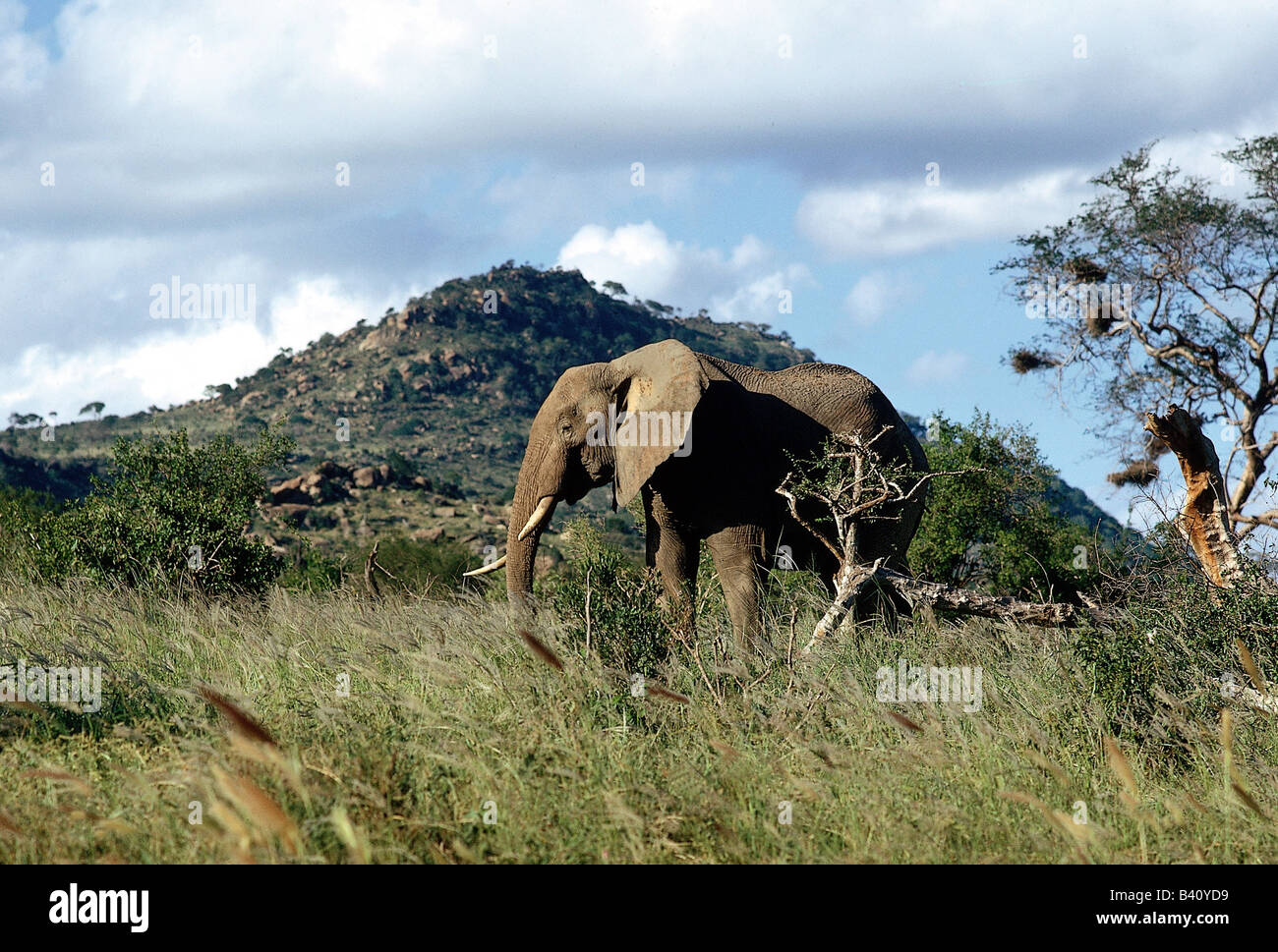 Zoologia / animali, mammifero / di mammifero, Elephantidae, Bush africano Elefante africano (Loxodonta africana), elefante nella steppa,'distributio Foto Stock