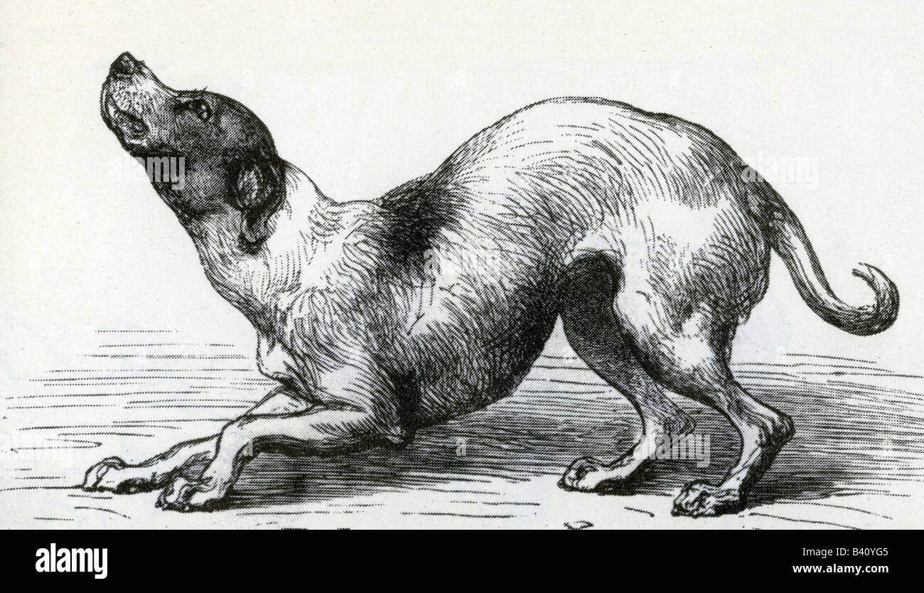 Darwin, Charles Robert, 12.2.1809 - 19.4.1882, naturalista britannico, disegno, cane, da 'l'espressione delle emozioni nell'uomo e negli animali', 1872, sottomesso, Foto Stock