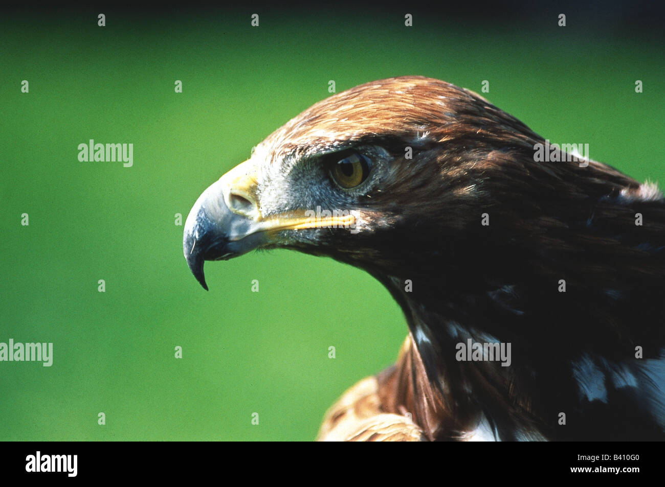 Zoologia / animali, uccelli / uccelli, Aquila reale (Aquila chrysaetos), dettaglio: testa, distribuzione: il Nord Africa, Europa di EST Foto Stock