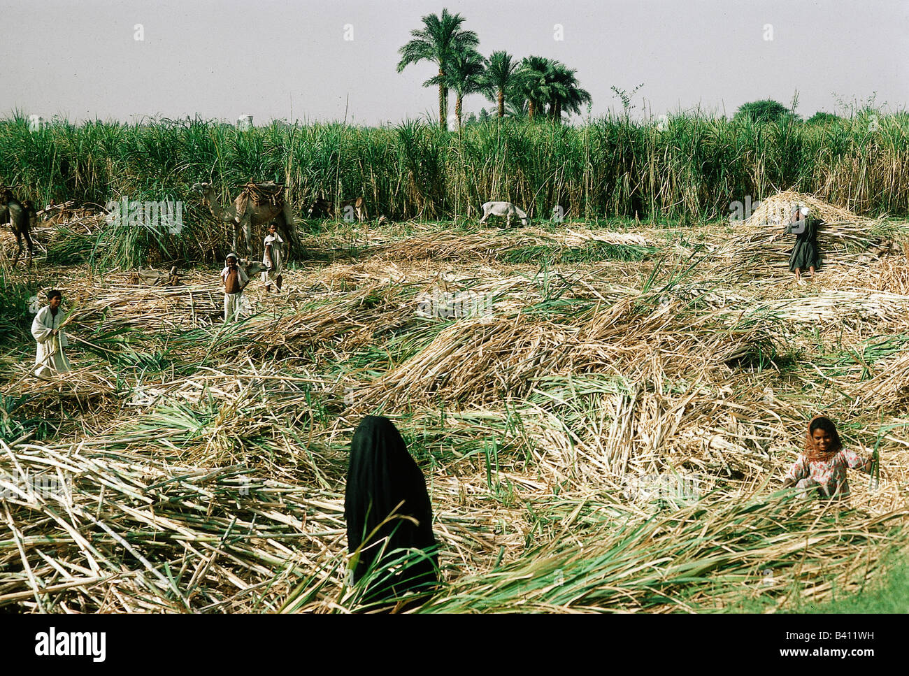 Geografia / viaggio, Egitto, persone, raccolto di canna da zucchero, donne e bambini al lavoro nel campo, agricoltori, agricoltura / agricoltura, , Foto Stock