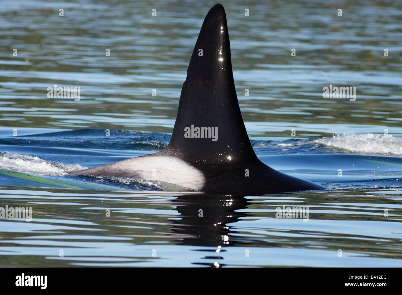 Balena killer in Juan de Fuca Strait Victoria British Columbia Canada Foto Stock