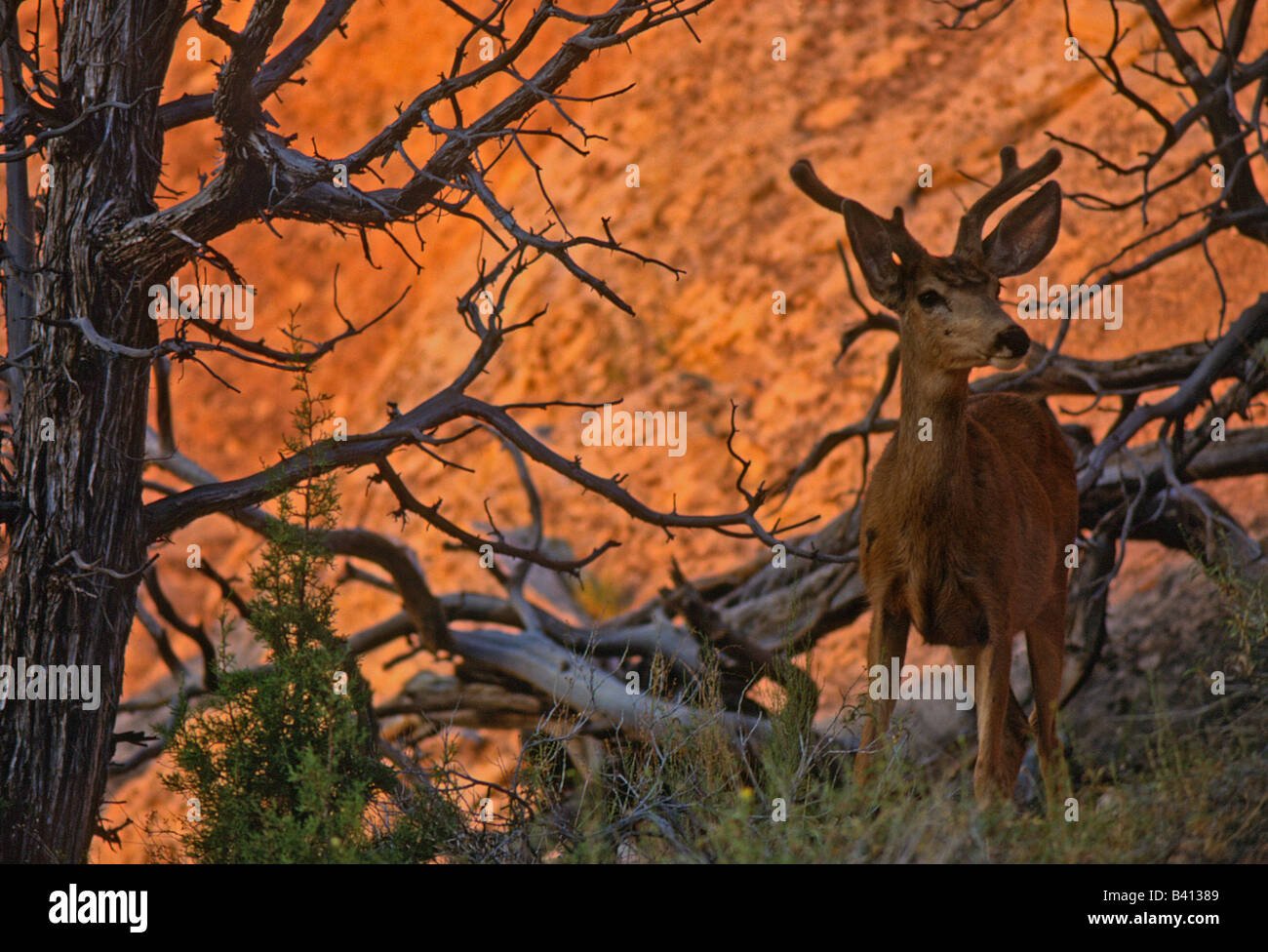 Stati Uniti d'America, Utah, Arches National Park. Avviso cervo maschio con crescente palchi. Foto Stock