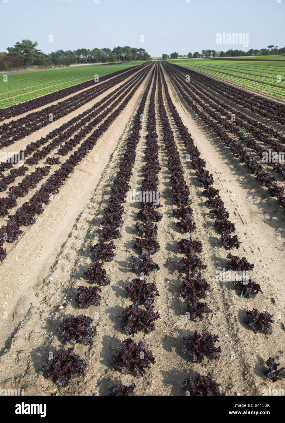 Righe di colore rosso e verde lattuga piante che crescono in un campo Foto Stock
