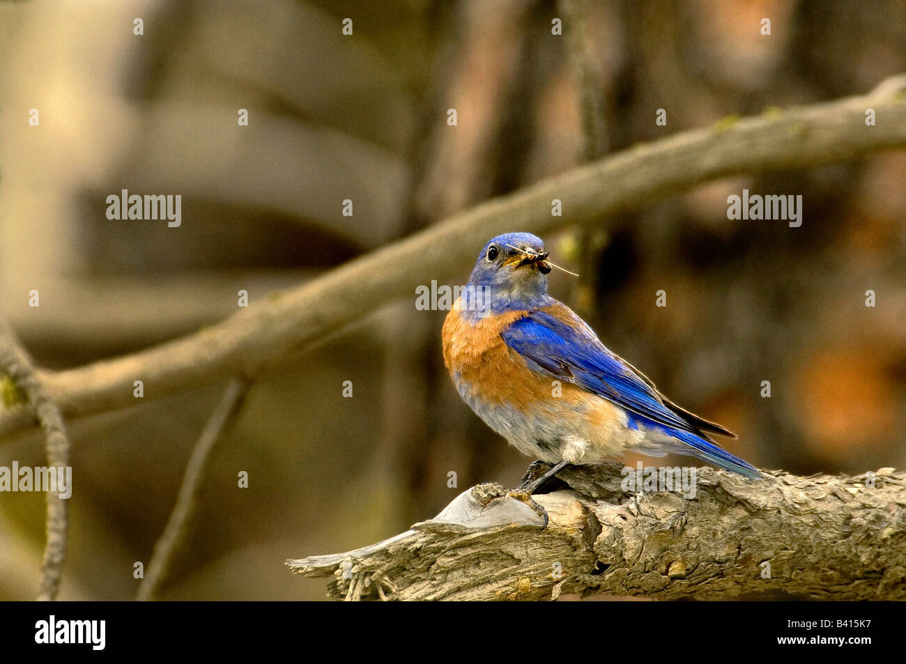 Stati Uniti d'America, Washington, Yakima. Maschio bluebird occidentale con cibo per annidata. Foto Stock