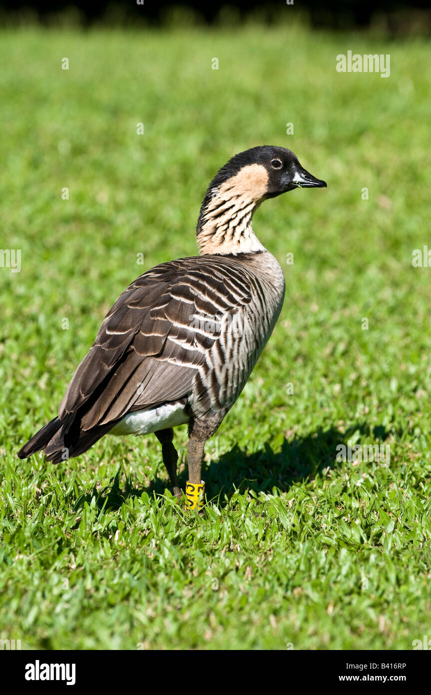 Nene oca stato ufficiale uccello delle Hawaii Hanalei Kauai Hawaii Foto Stock