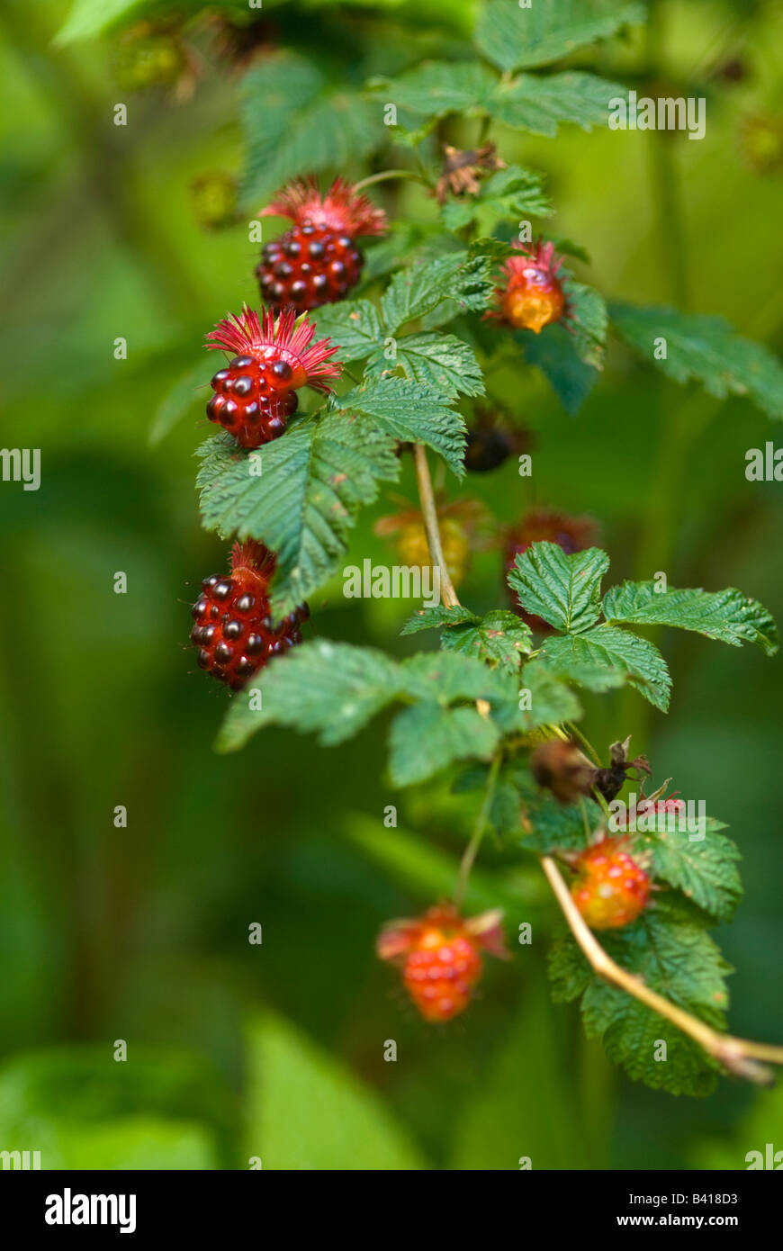 Stati Uniti d'America, WA. Prezioso frutto di Salmonberry nativo (Rubus spectabilis) è la delicatezza dell'estate nelle foreste occidentali del Nord America. Foto Stock