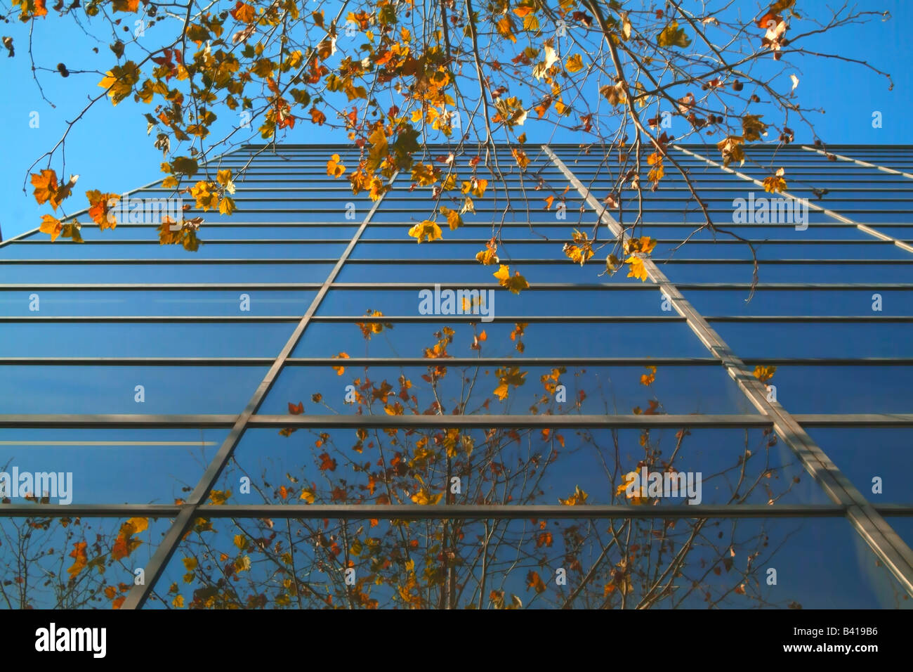Un edificio moderno con foglie di albero riflessa Foto Stock