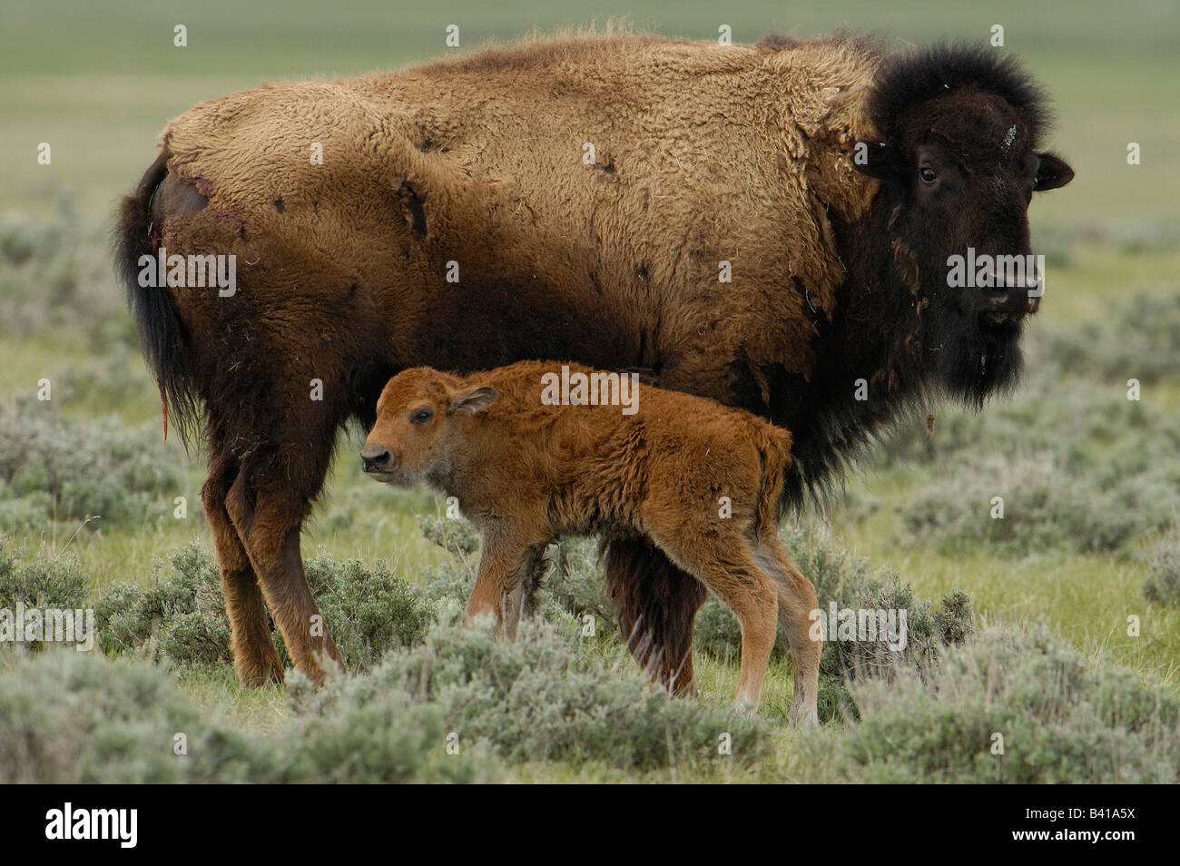 Bisonti americani "Buffalo" (Bison bison) - femmina e vitello. Durham Ranch. Campbell County. Il Wyoming. Stati Uniti d'America Foto Stock