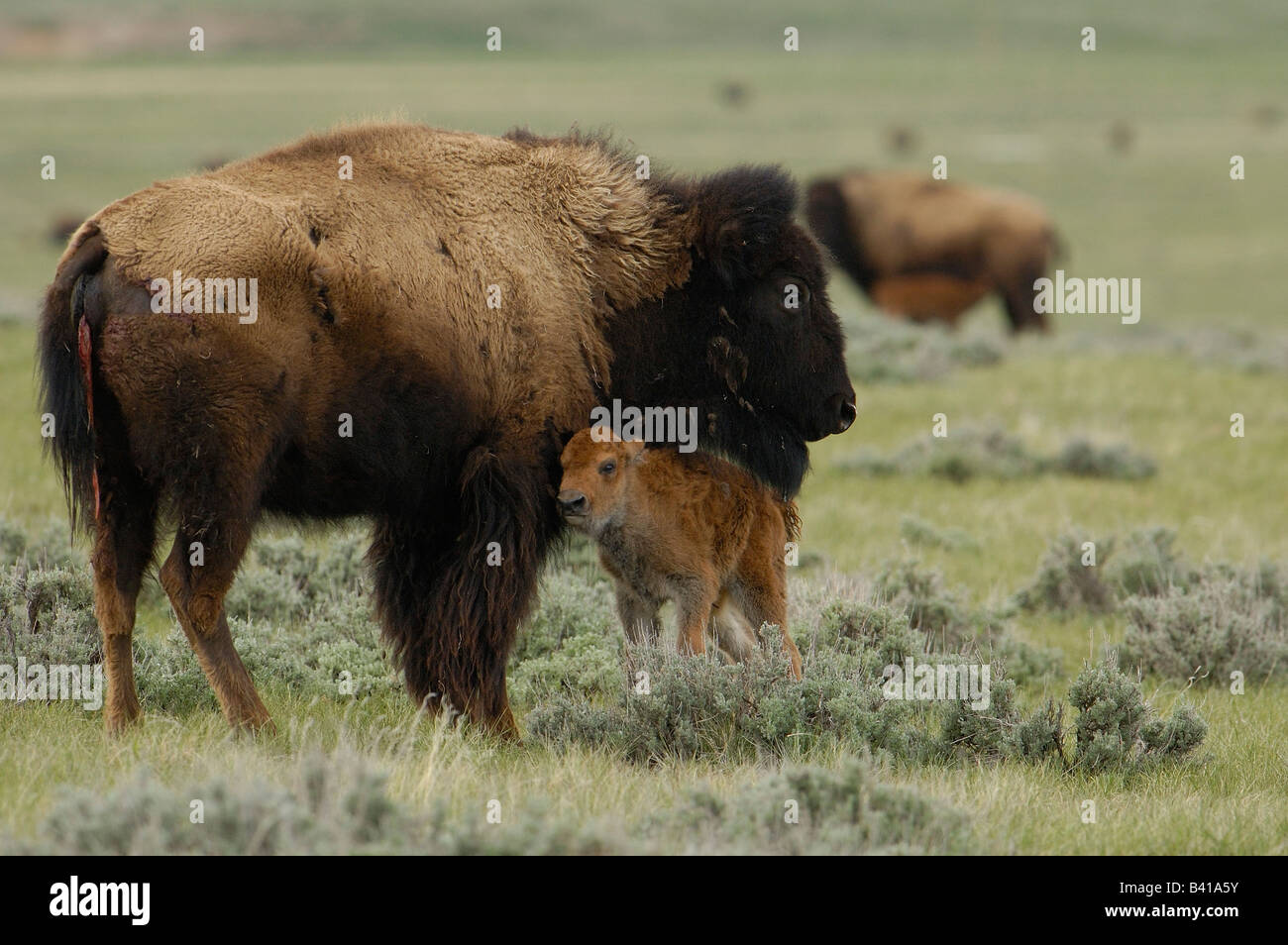 Bisonti americani "Buffalo" (Bison bison) - femmina e vitello. Durham Ranch. Campbell County. Il Wyoming. Stati Uniti d'America Foto Stock