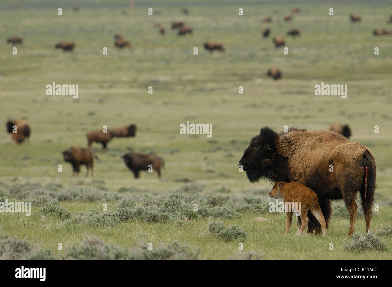 Bisonti americani "Buffalo" (Bison bison) - femmina e vitelli. Durham Ranch. Campbell County. Il Wyoming. Stati Uniti d'America Foto Stock