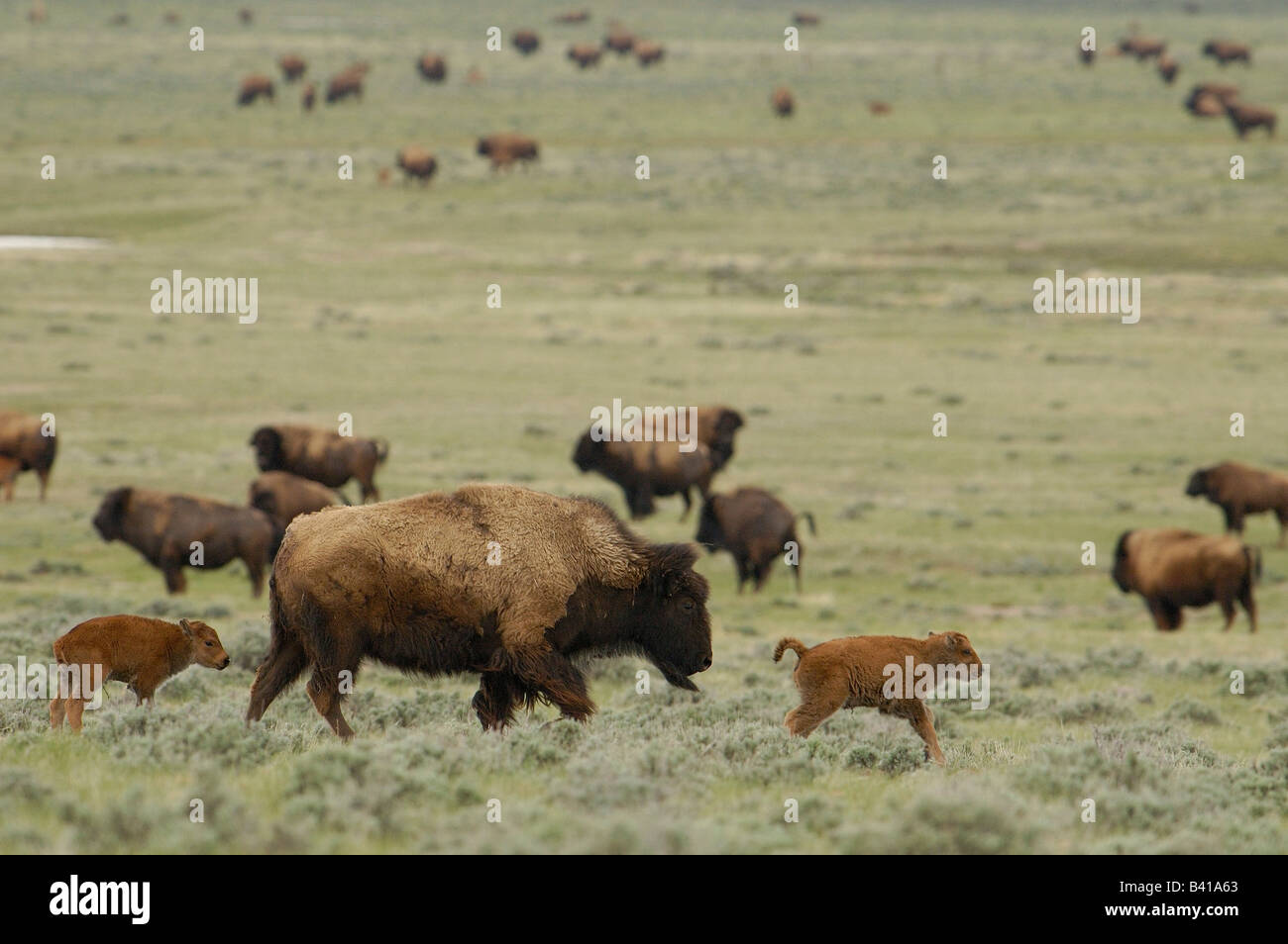 Bisonti americani "Buffalo" (Bison bison) - femmina e vitelli. Durham Ranch. Campbell County. Il Wyoming. Stati Uniti d'America Foto Stock