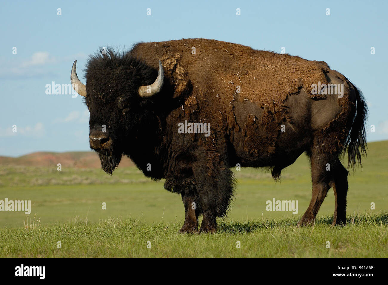 Bisonti americani "Buffalo" (Bison bison) - maschio. Durham Ranch. Campbell County. Il Wyoming. Stati Uniti d'America Foto Stock