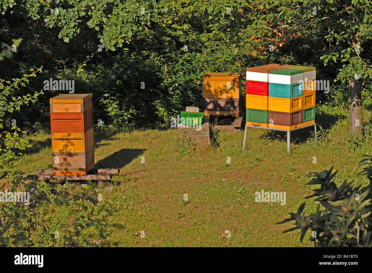 European miele delle api (Apis mellifica, Apis mellifera) alveari in un giardino Foto Stock