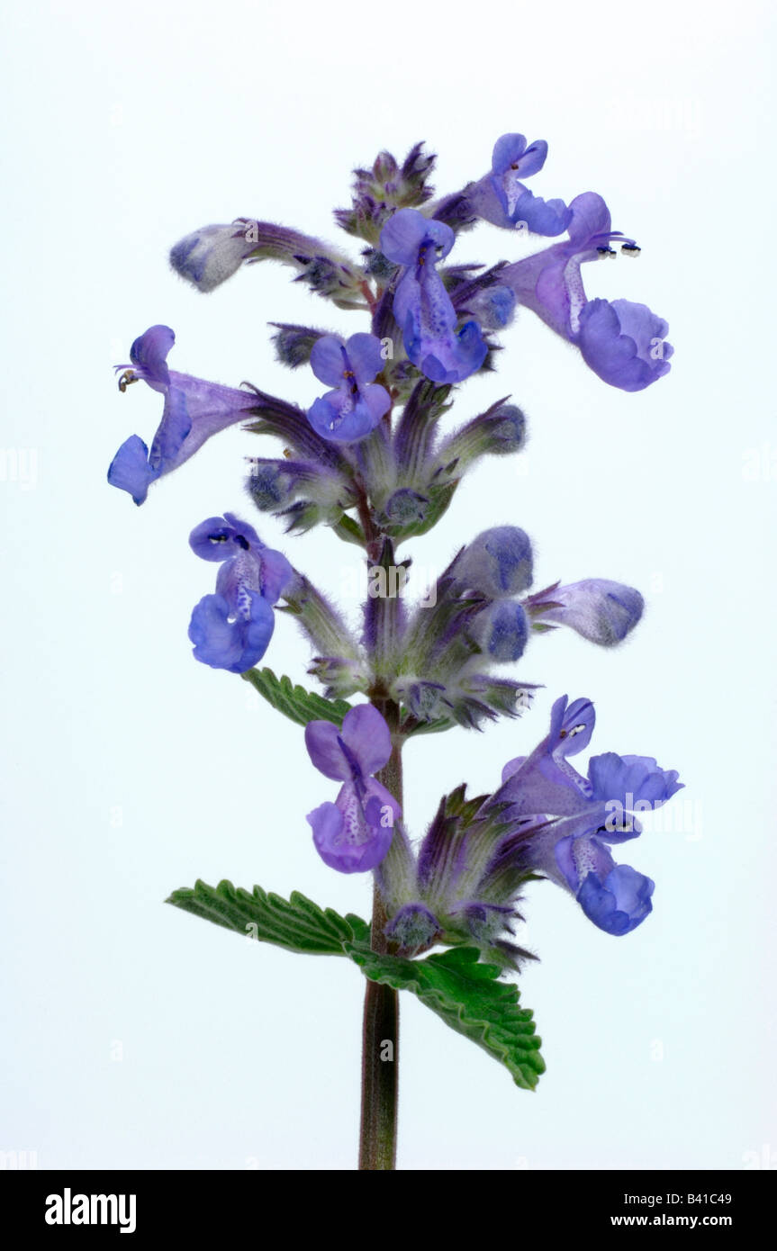 Erba gatta nepitella (Nepeta cataria) fioritura stelo studio immagine Foto Stock