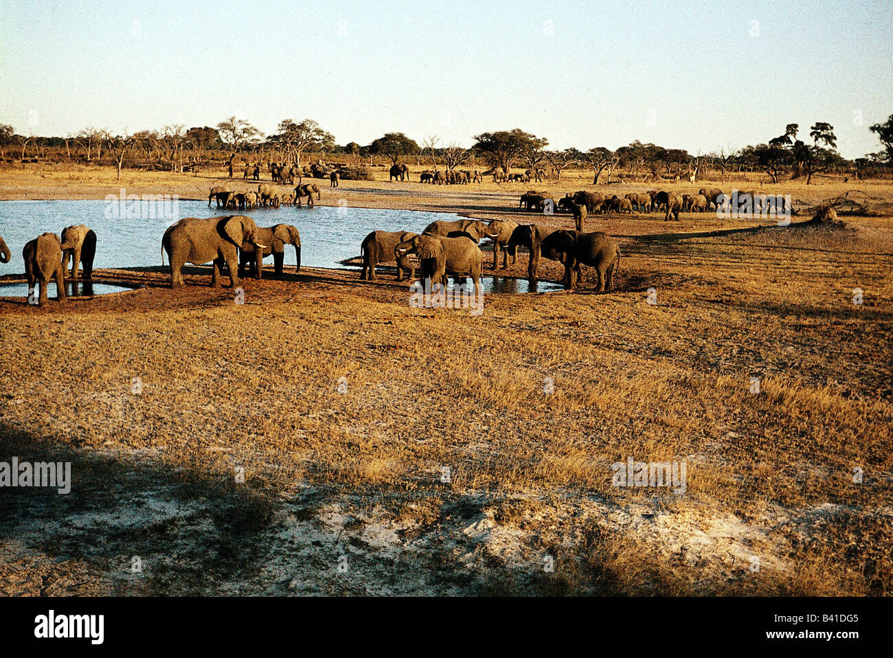 Zoologia / animali, mammifero / di mammifero, Elephantidae, Bush africano Elefante africano (Loxodonta africana), allevamento al luogo di irrigazione, Wankie Foto Stock