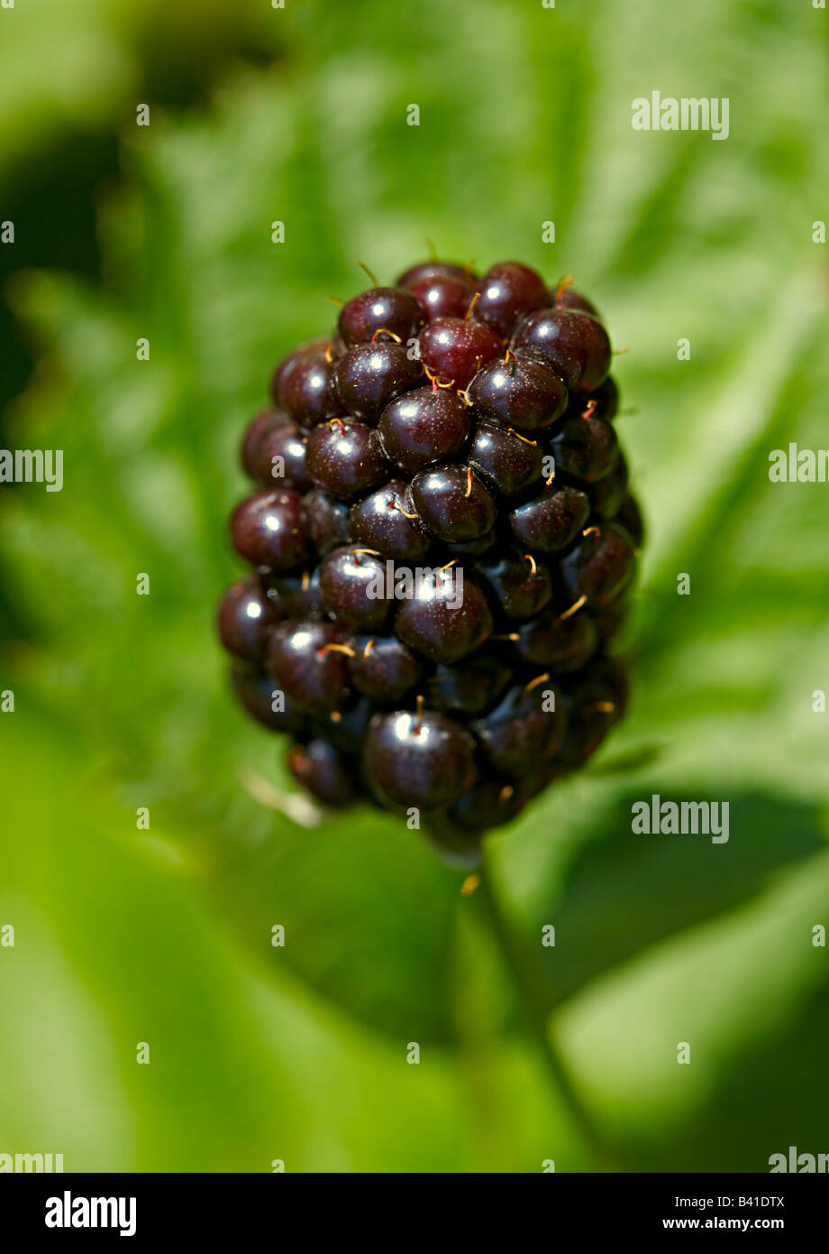 BlackBerry Foto Stock