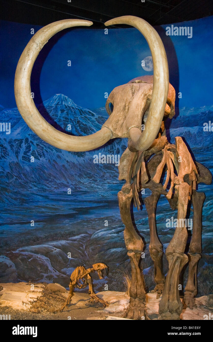 Lo scheletro fossile di un vago Mamoth Foto Stock