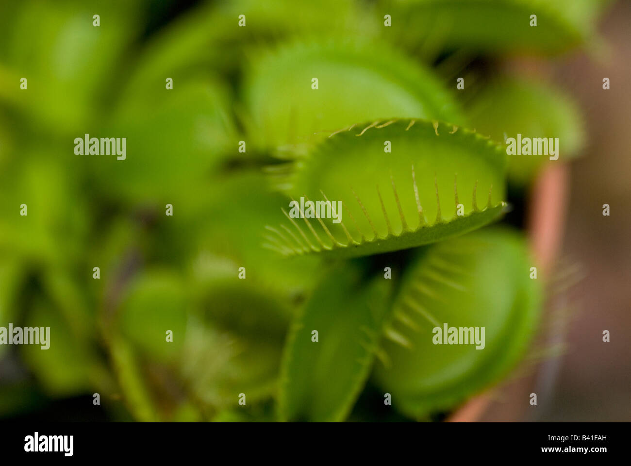 Pianta carnivora Foto Stock