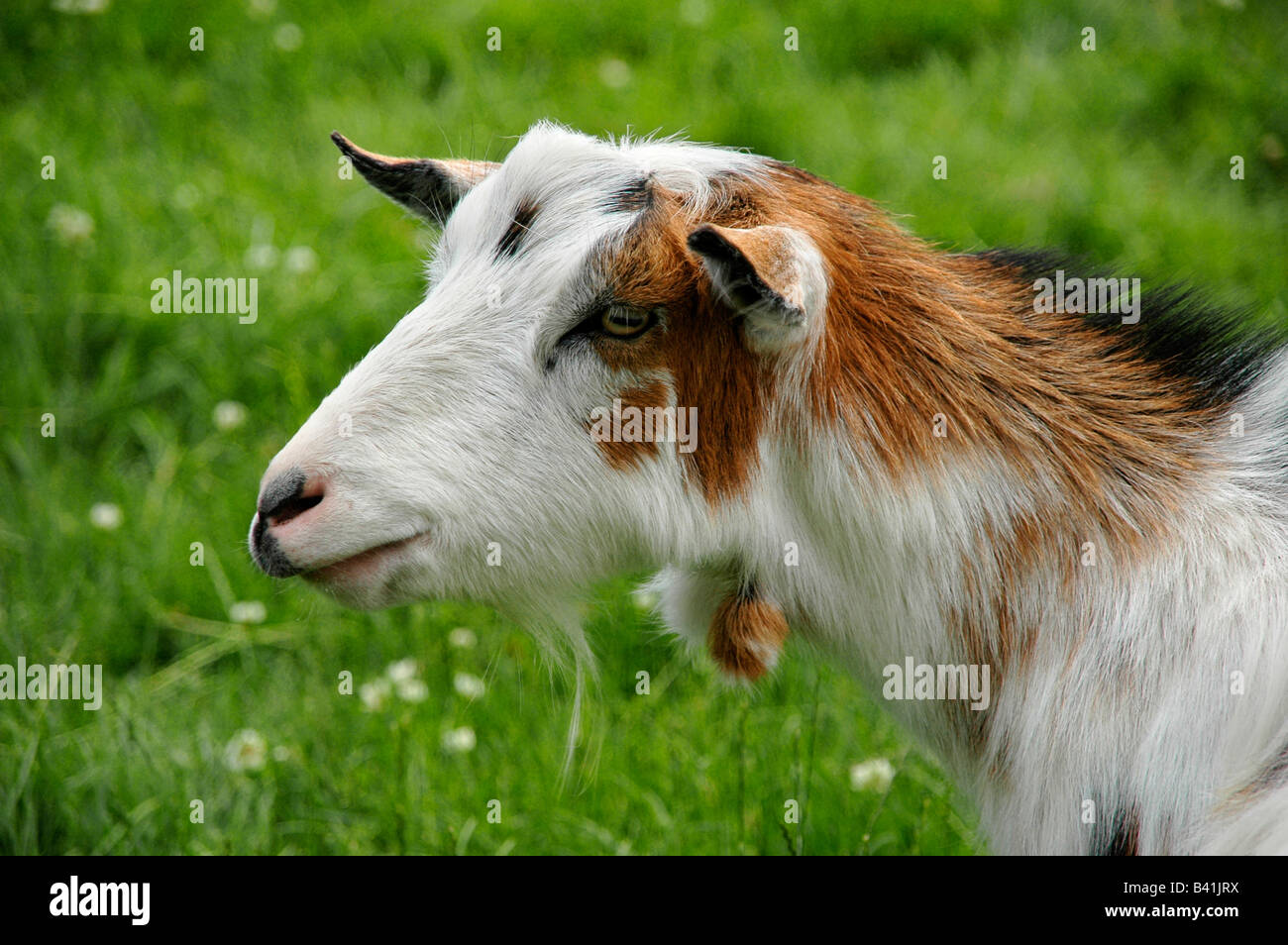 Un pigmeo di capra in un campo. Foto Stock