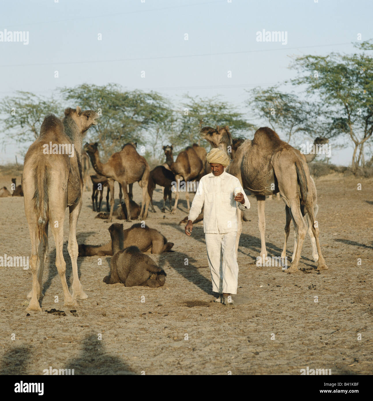 Custode del cammello con bicchiere di fresco del cammello di latte a Bikaner camel allevamento, nel deserto di Thar, Rajasthan, India Foto Stock