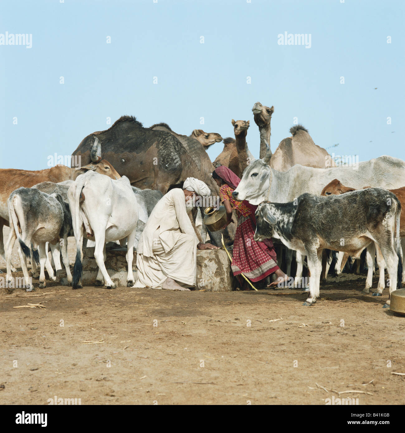 Deserto di Thar, Rajasthan, India. Anziani uomo indiano e la giovane donna di ottenere acqua da un deserto remoto ben per bovini e cammelli. Foto Stock