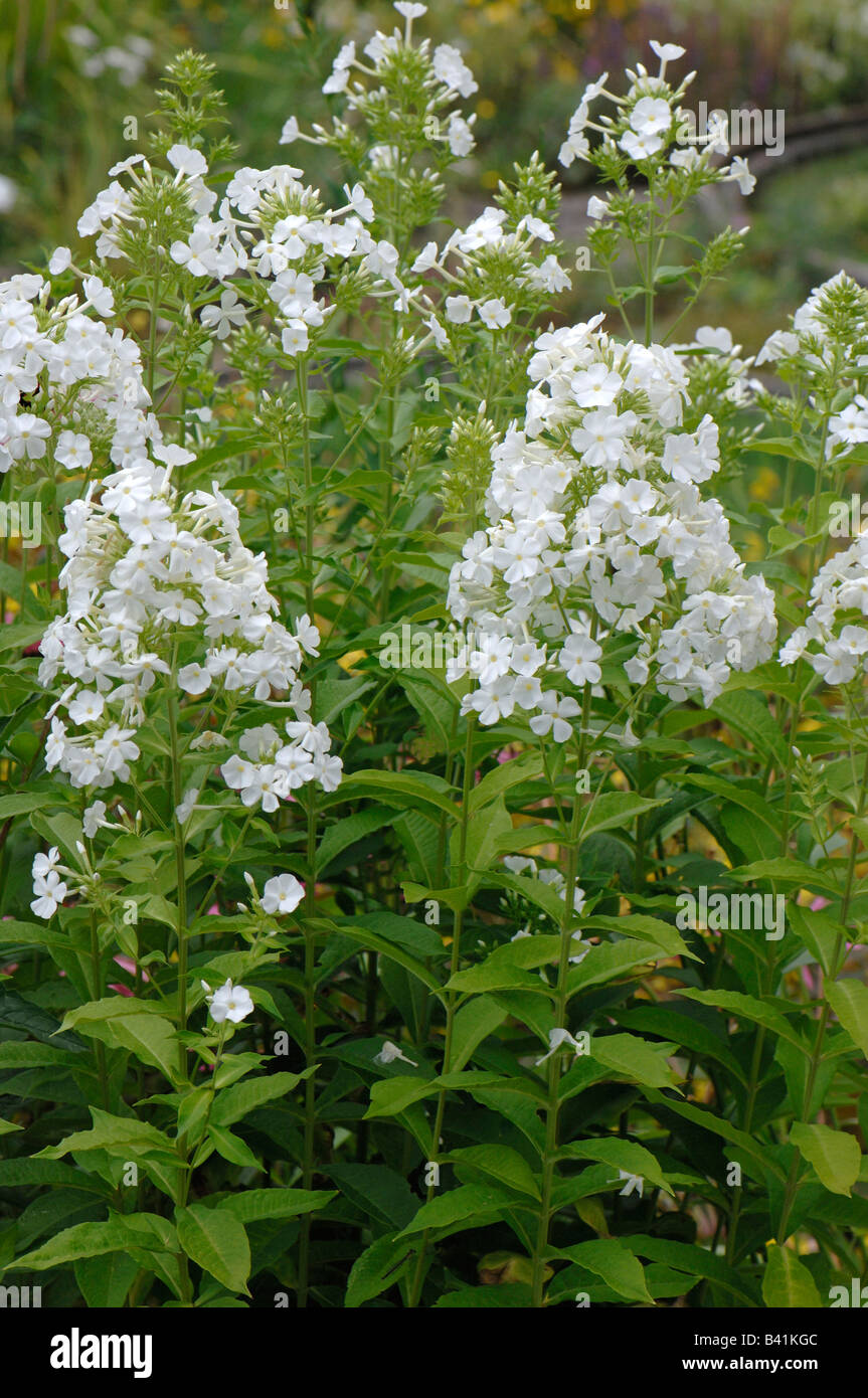 Largeleaf Phlox (Phlox amplifolia), varietà: Weisse Wolke, fioritura Foto Stock