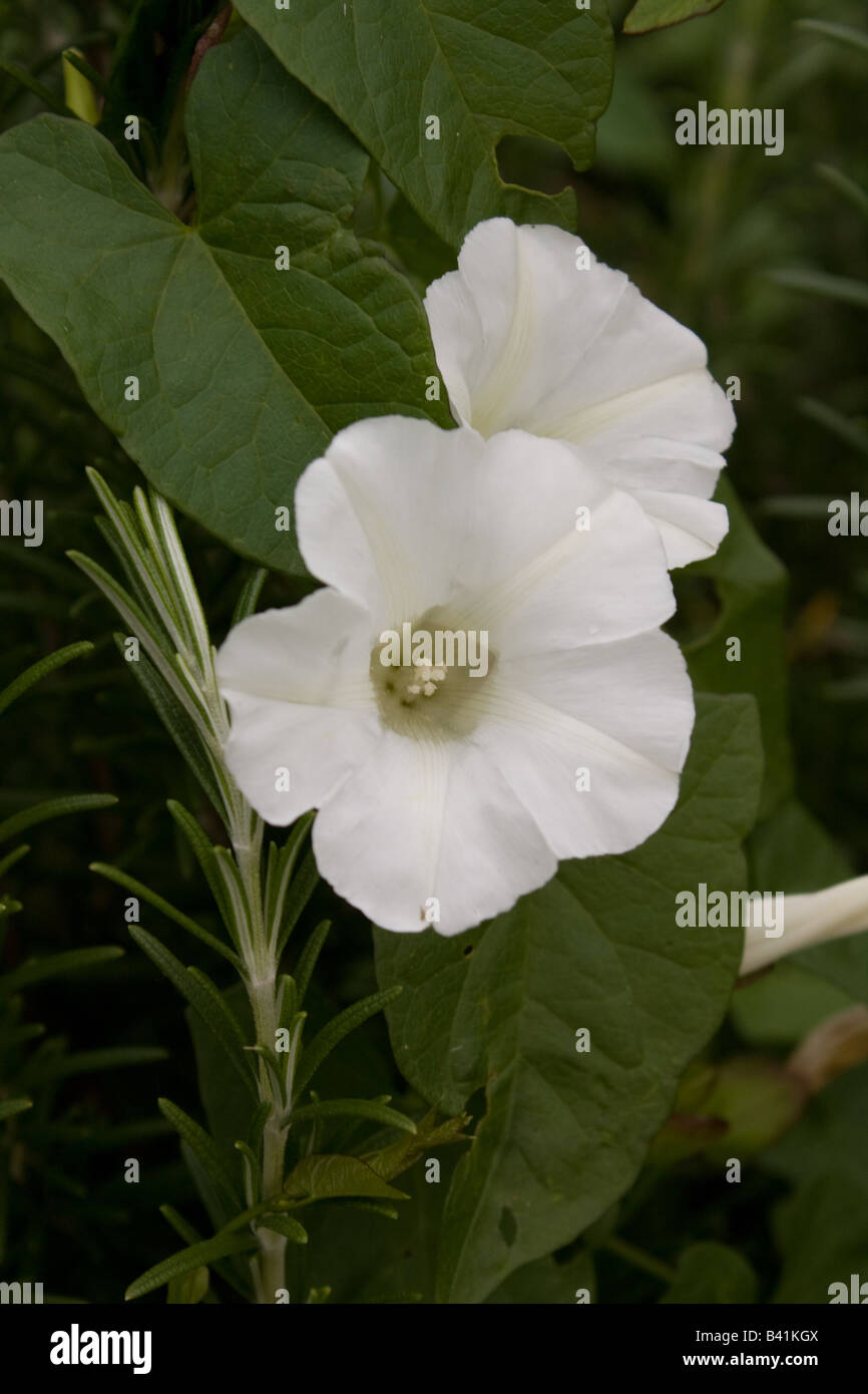 Convolvolo fiore Foto Stock