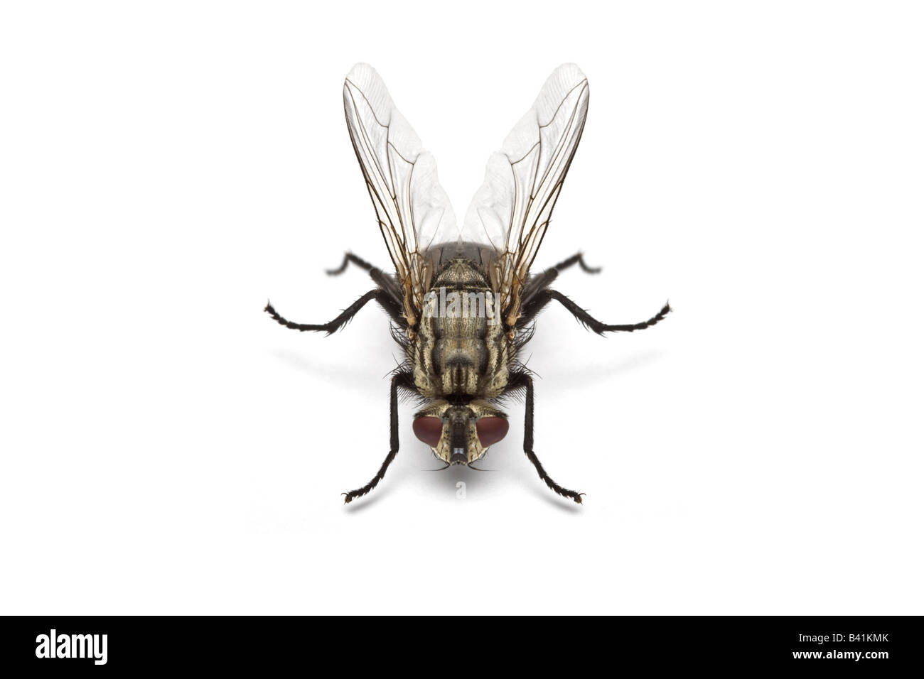 Una femmina di carne volare (Sarcophaga carnaria) in studio. Mouche à damier (Sarcophaga carnaria) femelle en studio. Foto Stock