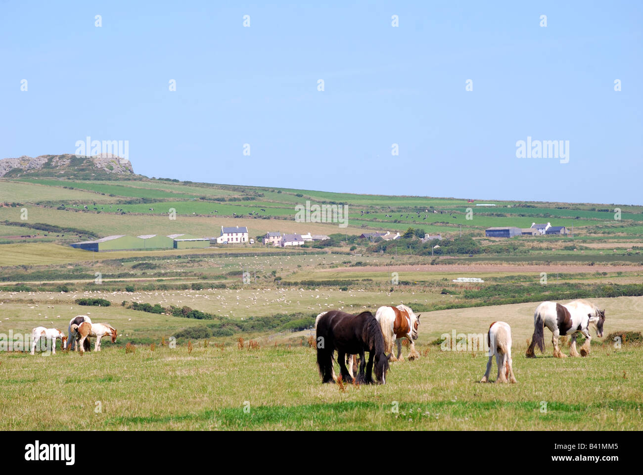 Shire cavalli nel campo vicino a St.Davids, Il Pembrokeshire Coast National Park, Pembrokeshire, Wales, Regno Unito Foto Stock