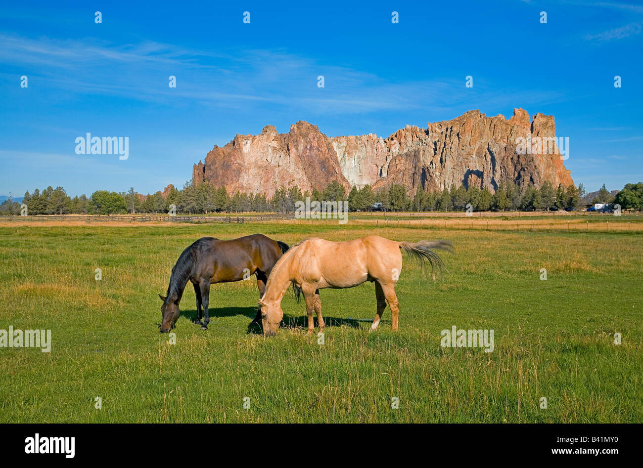 Due ranch cavalli pascolano in un pascolo vicino a Smith Rock State Park in Terrebonne Oregon Foto Stock