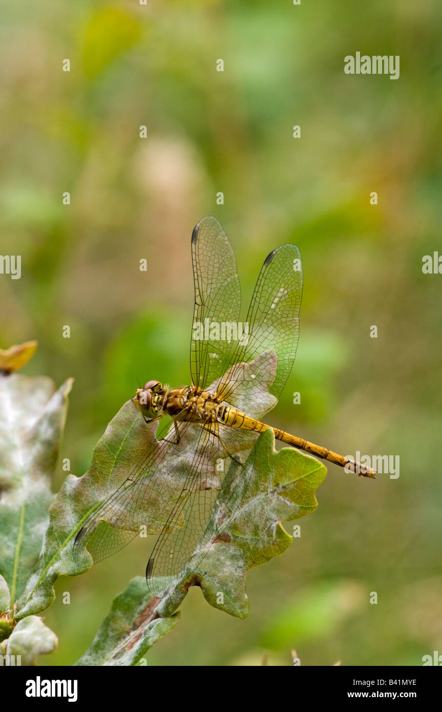 Common Darter Dragonfly: Sympetrum striolatum. Devon England Foto Stock