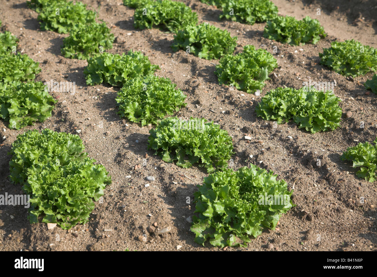 Close up insalata verde piante che crescono in un campo Foto Stock