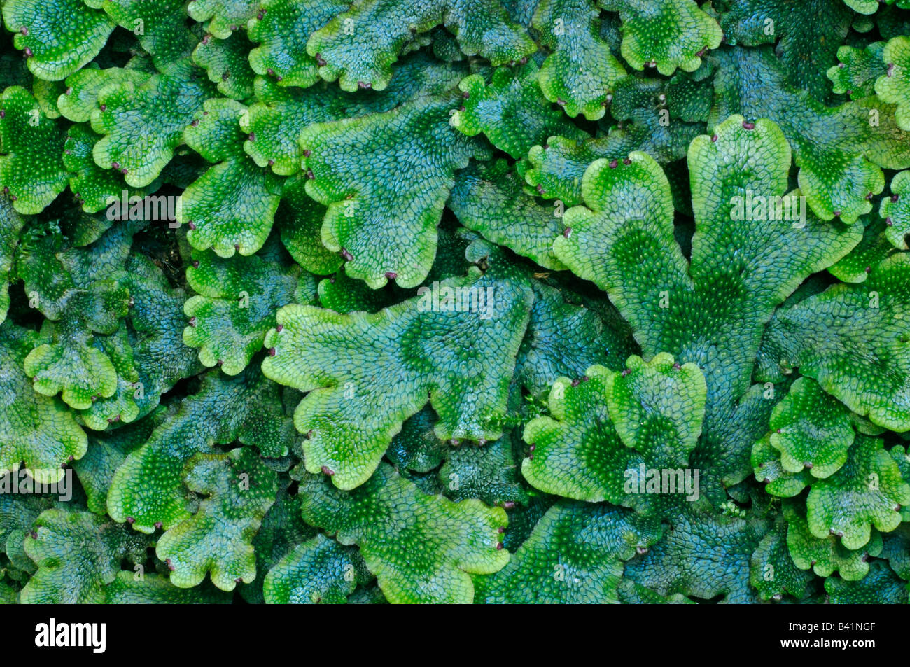 Liverwort (Marchantia polymorpha) con corpi fruttiferi Foto Stock