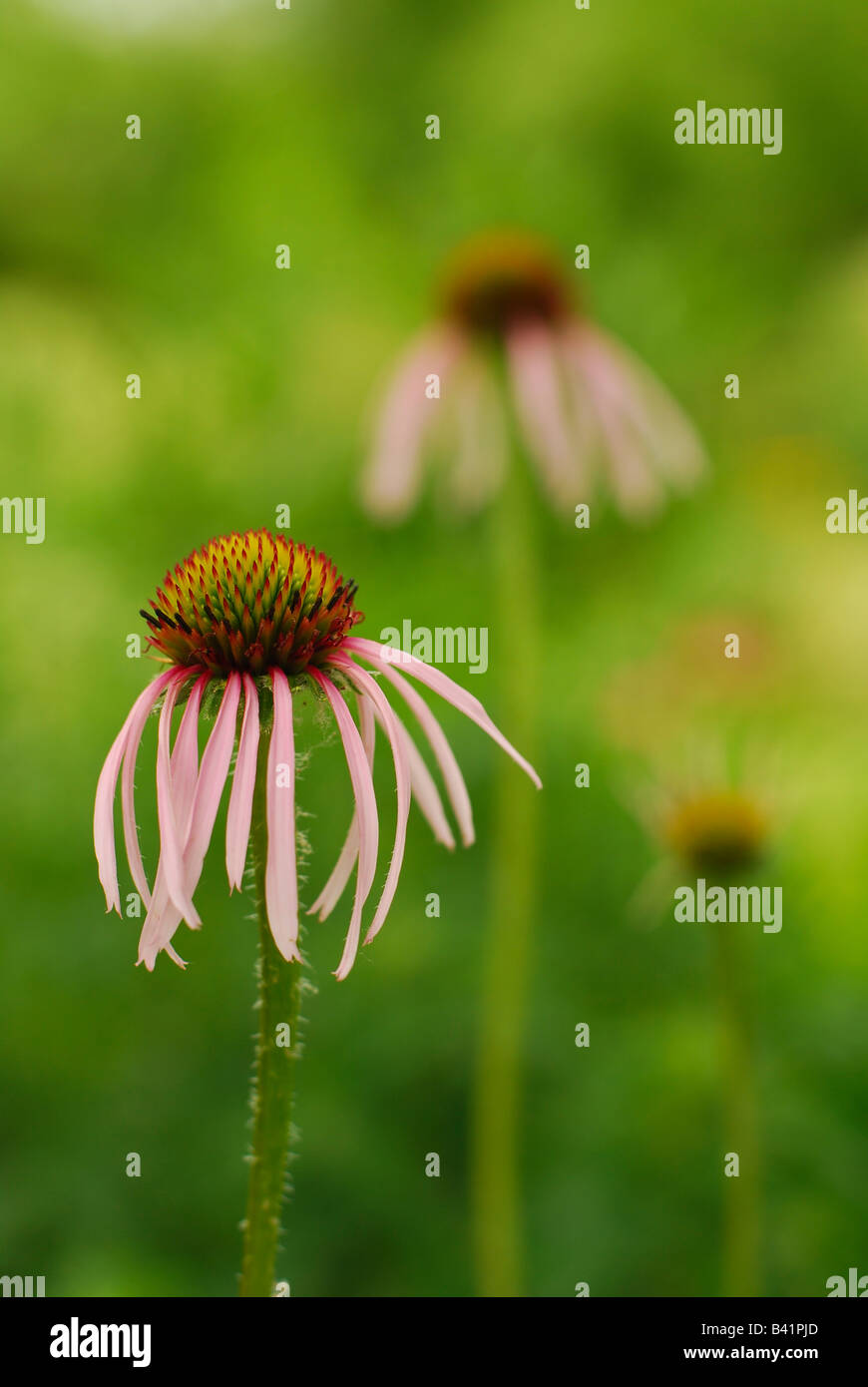 Viola chiaro Coneflowers in un giardino della prateria Foto Stock