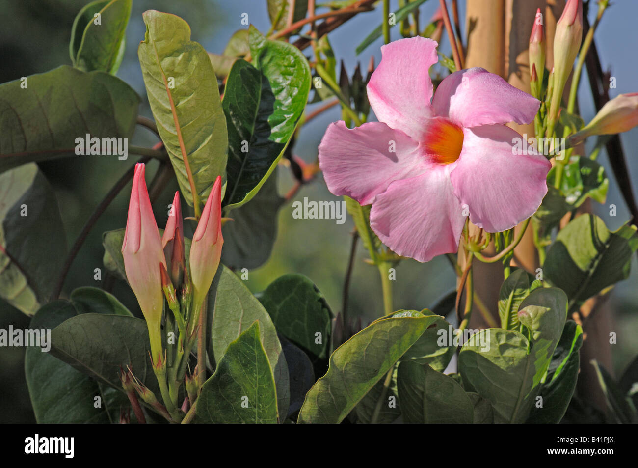 Dipladenia Mandevilla varietà Sundaville Cosmo Rosa, fioritura Foto Stock