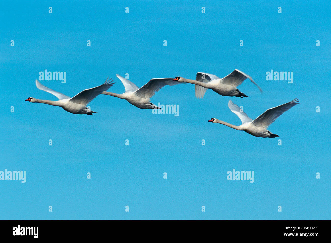 Cigno Cygnus olor adulti in volo Flachsee Argovia svizzera Foto Stock