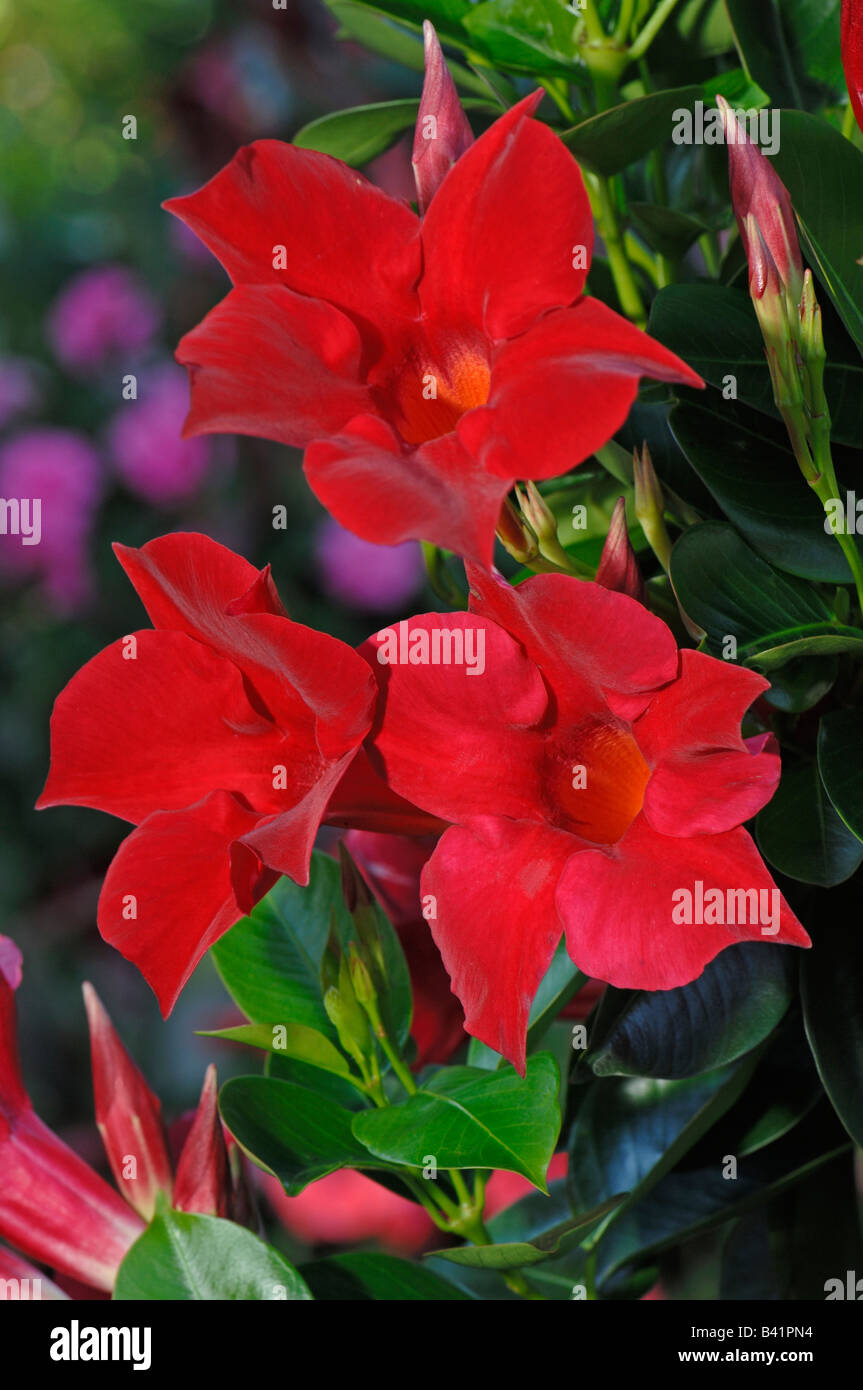 Dipladenia Mandevilla varietà Sundaville Red fioritura Foto Stock